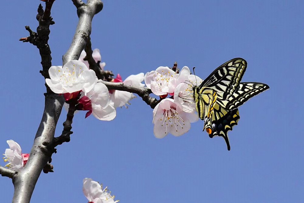 张燕：蝶恋花_副本.jpg